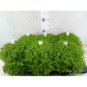Soleirolia soleirolii   ...green