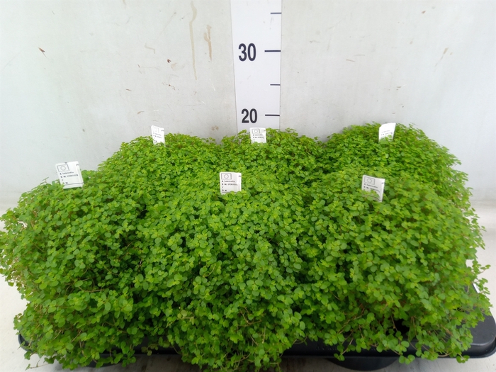 <h4>Soleirolia soleirolii   ...green</h4>