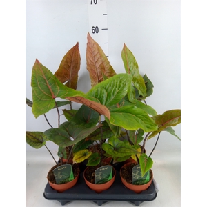 Cyrtosperma johnstonii