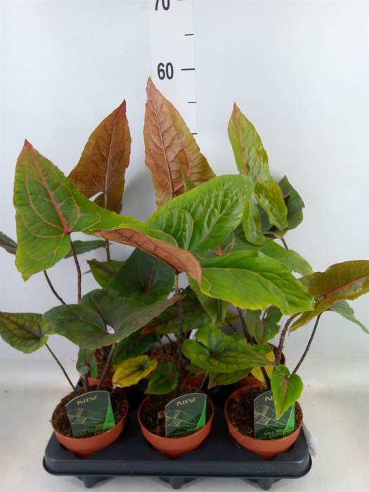 <h4>Cyrtosperma johnstonii</h4>