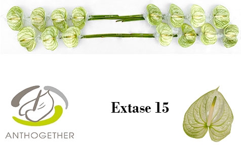 <h4>Anthurium Extase</h4>