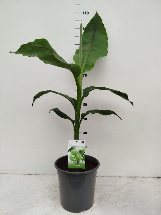 <h4>Musa basjoo</h4>