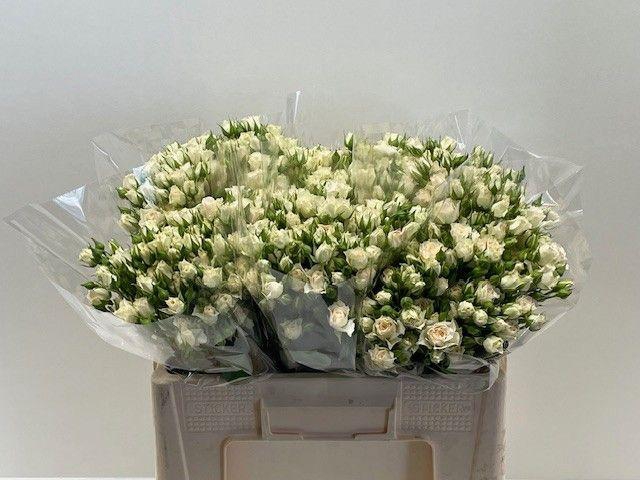 <h4>R TR CREAM GRACIA</h4>
