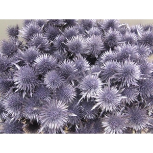 Eryn Magnetar Metallic Paars L