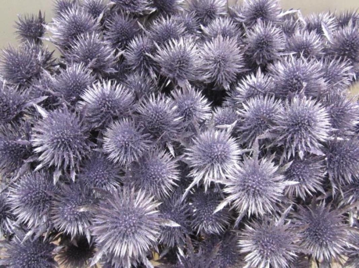 <h4>Eryn Magnetar Metallic Paars L</h4>