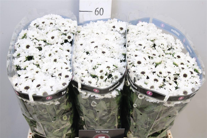 <h4>Chr S Yin Yang</h4>