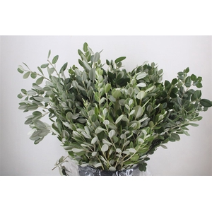 Pittosp Ralphi Leaves 400gr P Bunch