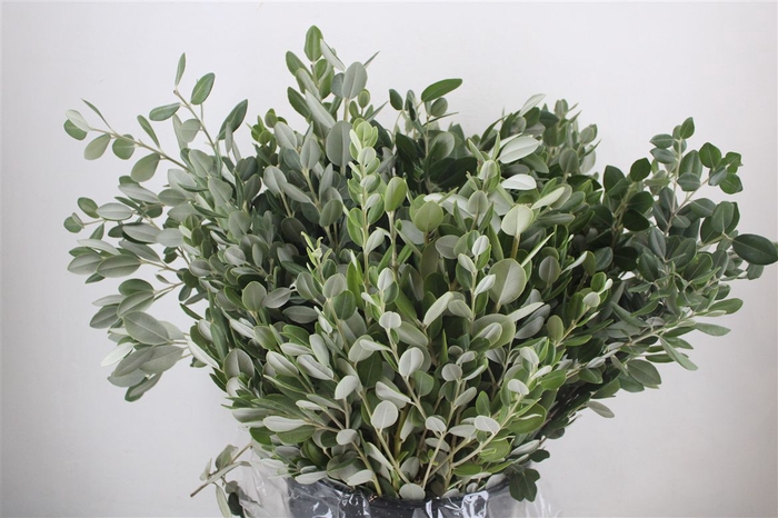 <h4>Pittosp Ralphi Leaves 400gr P Bunch</h4>