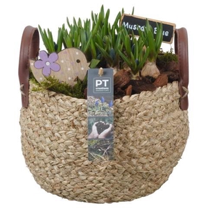 PTMB6204 Arrangement Muscari Blue in riet mand