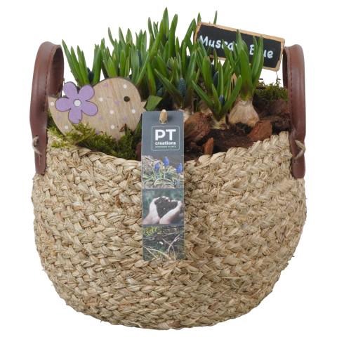<h4>PTMB6204 Arrangement Muscari Blue in riet mand</h4>
