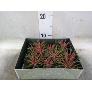 Tillandsia