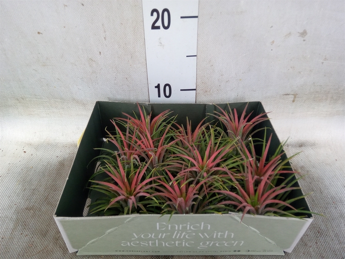 <h4>Tillandsia</h4>