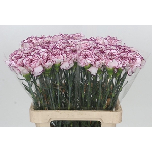 Dianthus St Mudah