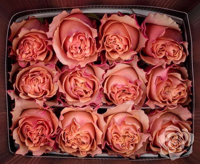 <h4>R GR CARPEDIEM EQ</h4>