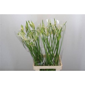 Nerine Like A Virgin Artistiek