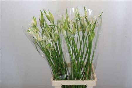 <h4>Nerine Like A Virgin Artistiek</h4>