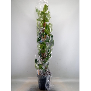 Philodendron pedatum