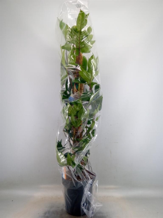 <h4>Philodendron pedatum</h4>