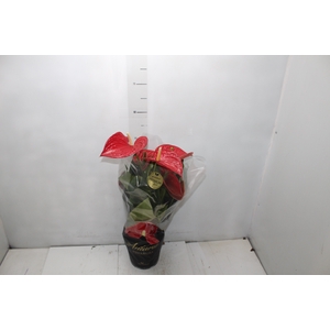 ANTHURIUM MICHIGAN P17 PREMIUM