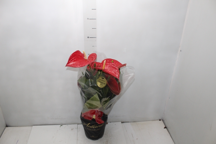 <h4>ANTHURIUM MICHIGAN P17 PREMIUM</h4>