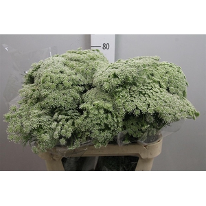 Ammi Visnaga