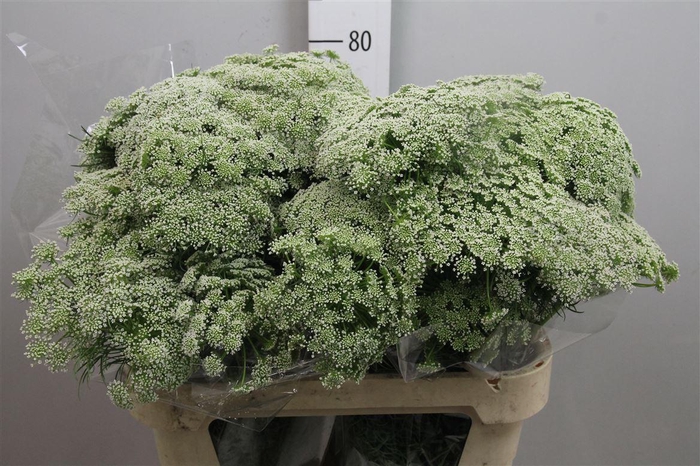 <h4>Ammi Visnaga</h4>