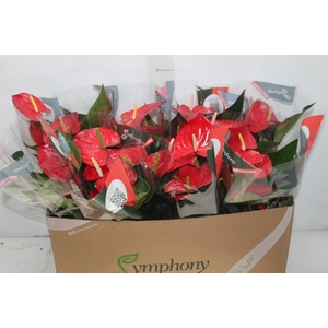 ANTHURIUM QUERIDA P15
