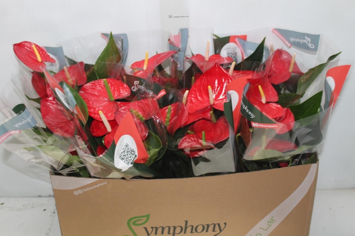 <h4>ANTHURIUM QUERIDA P15</h4>