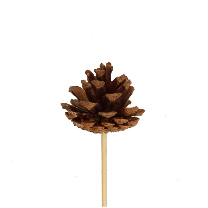 <h4>10cm Pine cone 6cm</h4>