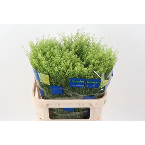 LEPIDIUM VIRGIN. 'GREEN DRAGON'