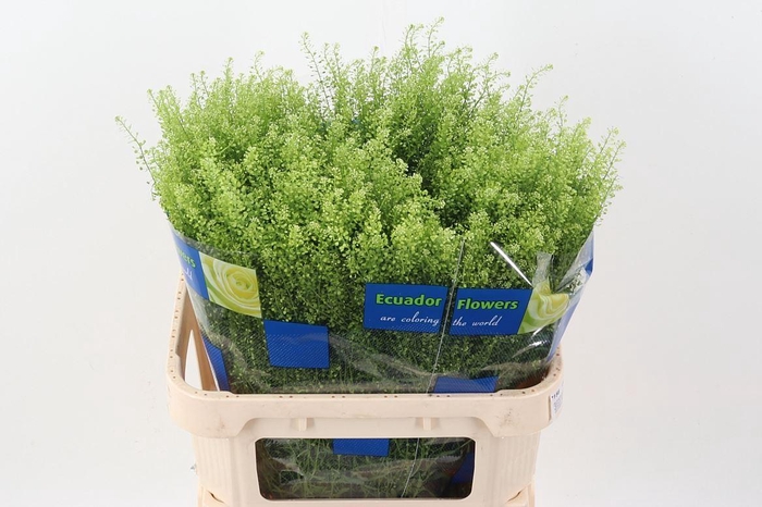 <h4>LEPIDIUM VIRGIN. 'GREEN DRAGON'</h4>