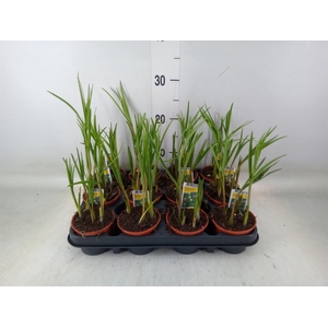 Fritillaria meleagris