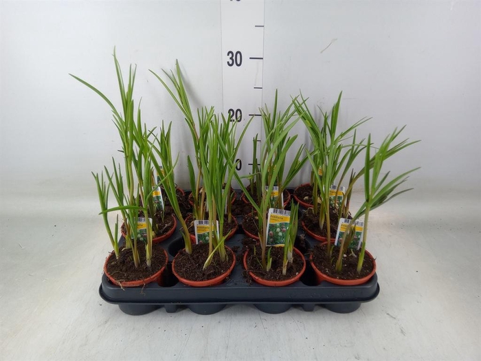 <h4>Fritillaria meleagris</h4>