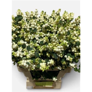 Sympho Mag Lemo Lime