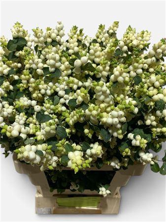 <h4>Sympho Mag Lemo Lime</h4>