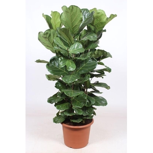 Ficus Lyrata 4 per pot