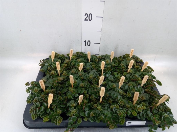 <h4>Sedum makinoi 'Kosmosje'</h4>