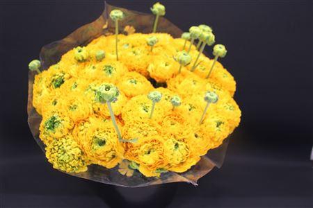 <h4>Cl Pon-pon Luna</h4>