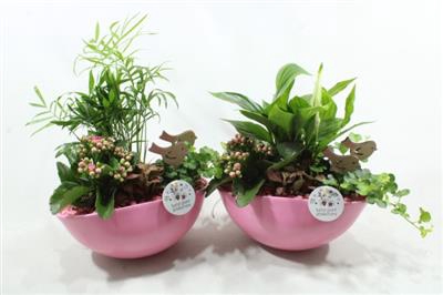 <h4>SC05 EYLEEN PINK</h4>