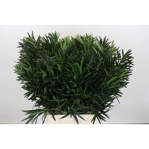 Podocarpus (Per Bunch)