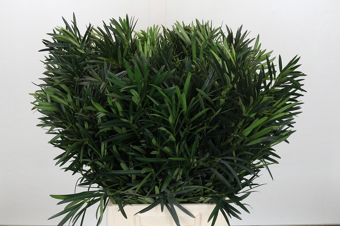 <h4>Podocarpus (Per Bunch)</h4>