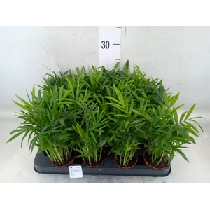 Chamaedorea elegans