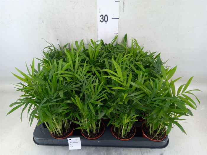 <h4>Chamaedorea elegans</h4>