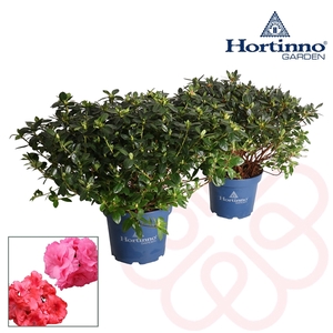 Hortinno® Garden Evergreen gemengd groen 50 - 60 cm