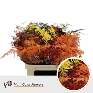 Asparagus Lang Herfst Mix