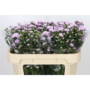 ASTER ASTEE PINK PEARL ASTER ASTEE