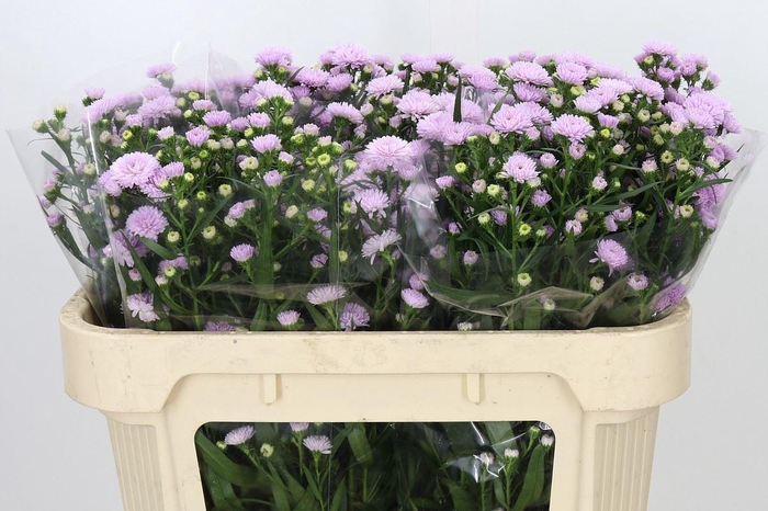 <h4>ASTER ASTEE PINK PEARL ASTER ASTEE</h4>