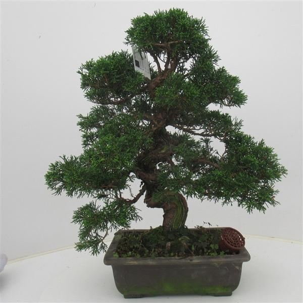 <h4>Juniperus chinensis, 26 cm., height 50 cm. (single item)</h4>