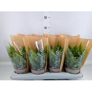 Nephrolepis exal. 'Green Lady'