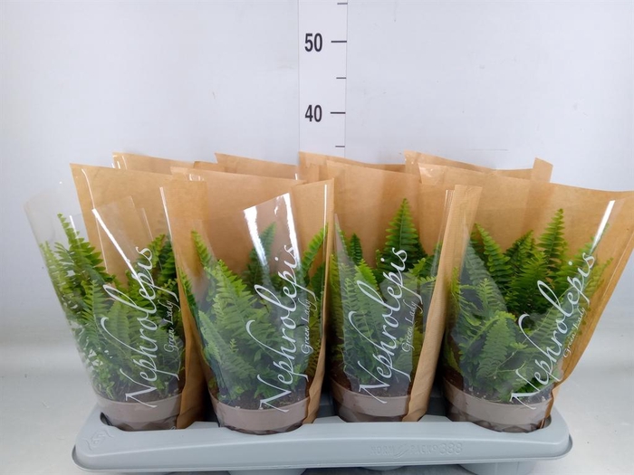 <h4>Nephrolepis exal. 'Green Lady'</h4>